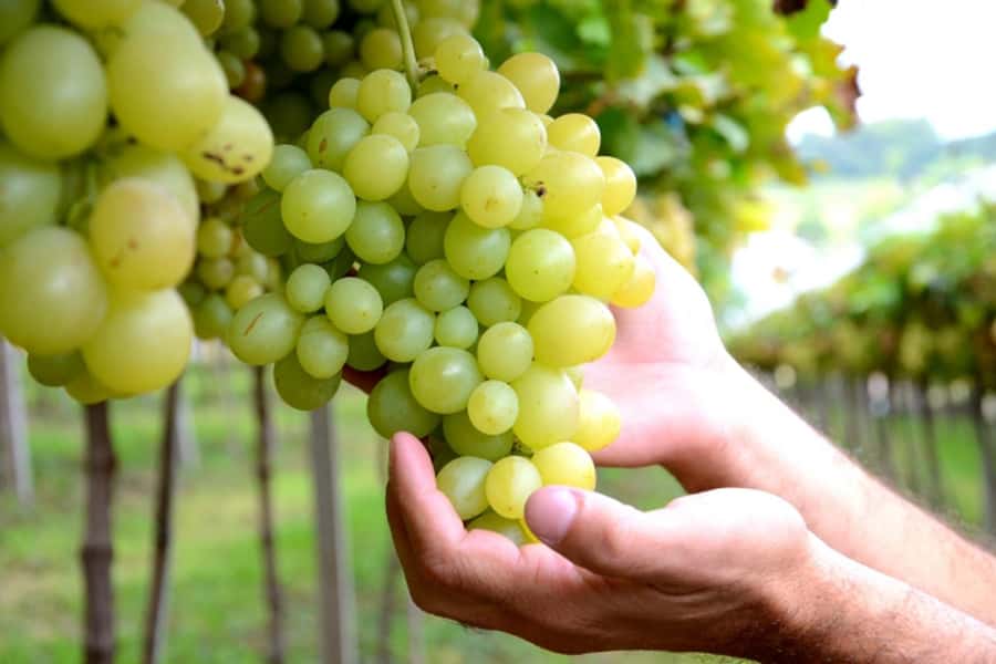 Canela/Gramado: South Wineries, Wine Train, & Italian Park - The two-hour ride into Brazil’s wine country