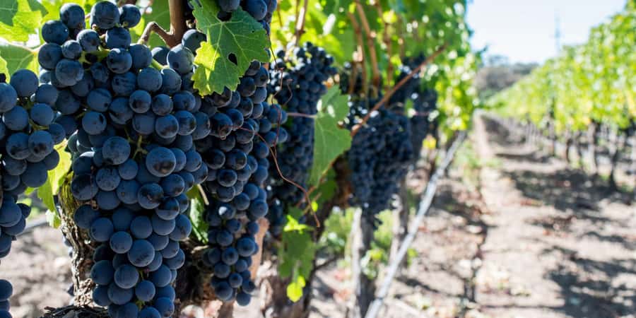 Cape Town: Franschhoek and Wine Tram Tour - A practical look at the Stellenbosch portion