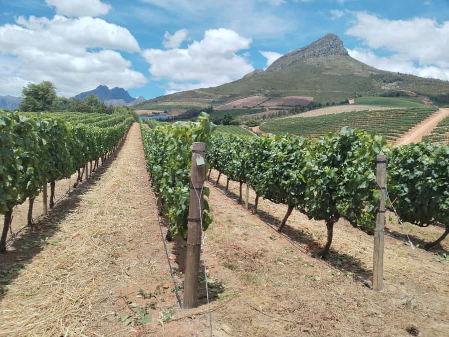 Cape Town: Stellenbosch, Franschhoek, Wine Tasting and Tram - Three wine regions in one Cape Town day