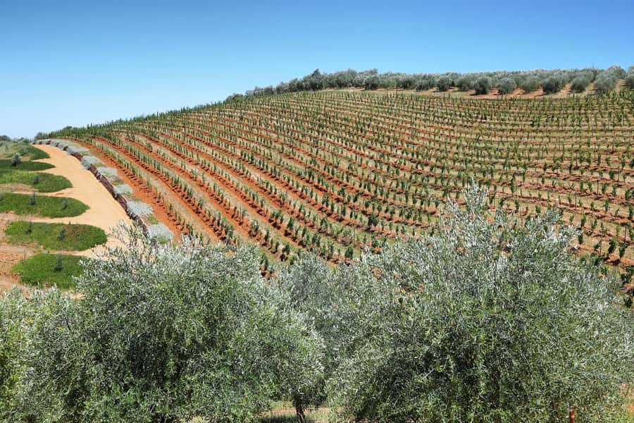 Cape Town: Wine Tram & Winelands Tour with Tastings & Pickup - What the guides add to a long day