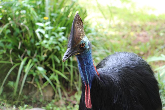 Classic Kuranda by Skyrail and Scenic Railway, Rainforestation & lunch. CKB - Rainforestation brings the most variety