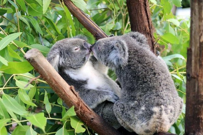 Classic Kuranda by Skyrail and Scenic Railway, Rainforestation & lunch. CKB - Skyrail above the Kuranda rainforest