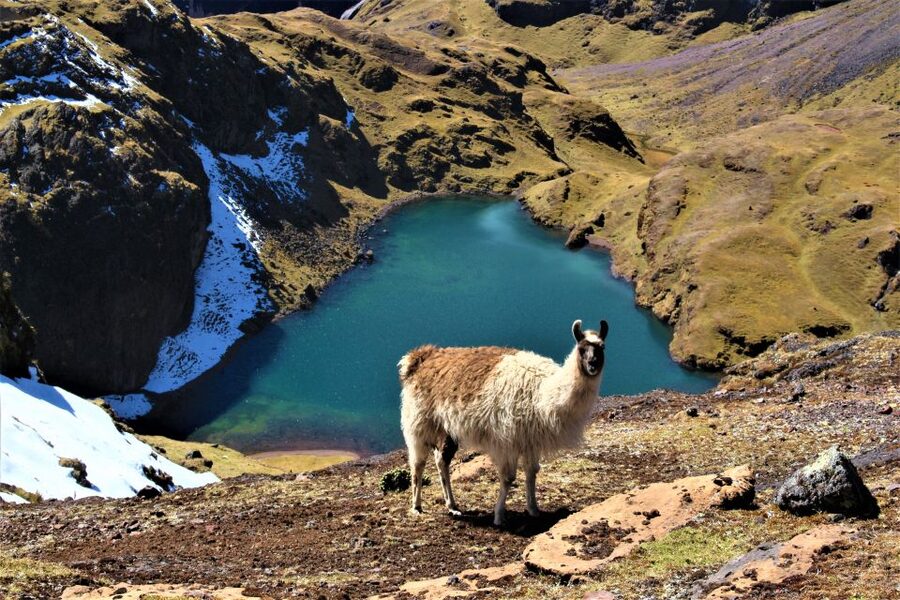 Cusco: 4-Day Lares Trek to Machu Picchu with Panoramic Train - Who should book this four-day route?