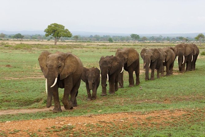 Dar Es Salaam: Day Trip Safari to Mikumi National Park by Train - Why Mikumi Works as a One-Day Safari