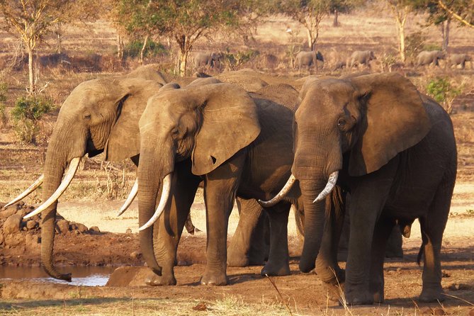 Dar Es Salaam: Day Trip Safari to Mikumi National Park by Train - The 6:00am Train From Dar es Salaam