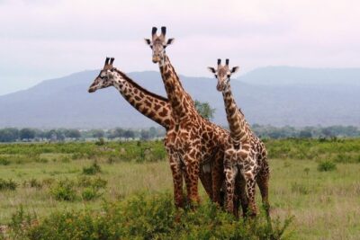 Dar Es Salaam: Day Trip Safari to Mikumi National Park by Train