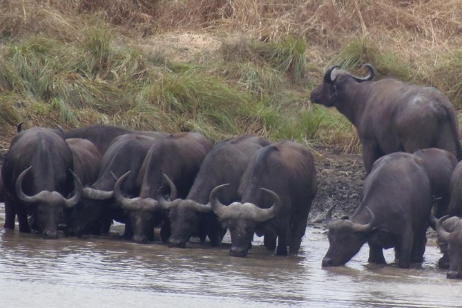 Dar Es Salaam: Day Trip Safari to Mikumi National Park by Train - Leaving at 4:00pm and Returning to Dar es Salaam