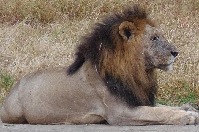 Dar Es Salaam: Day Trip Safari to Mikumi National Park by Train - What the $300 Price Means