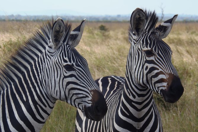 Dar Es Salaam: Day Trip Safari to Mikumi National Park by Train - Is the Mikumi Train Safari Worth Booking?