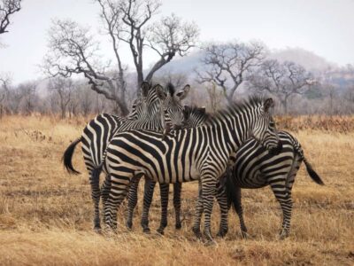Dar es Salaam: Mikumi National Park Day Trip with Train Ride