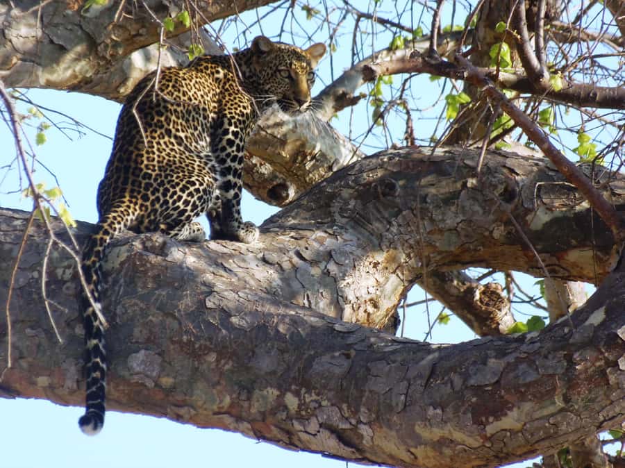 Dar es Salaam: Mikumi National Park Day Trip with Train Ride - Four and a half hours among Mikumi’s animals