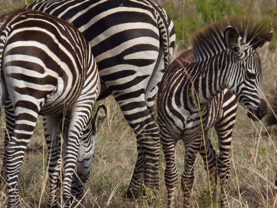 Dar es Salaam: Mikumi National Park Day Trip with Train Ride - The 4:00 PM departure and late train home