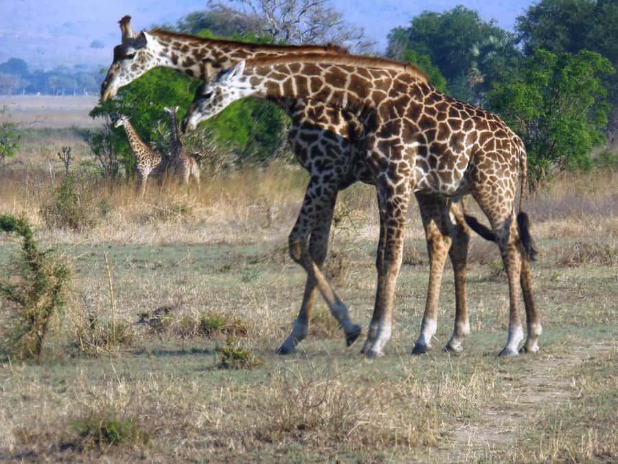 Dar es Salaam: Mikumi National Park Day Trip with Train Ride - Is $400 per person fair value?