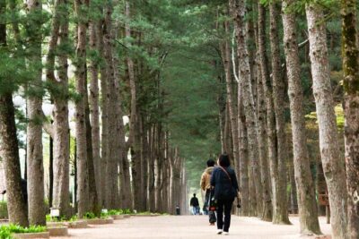 Day Trip to Nami Island with Rail bike and The Garden of Morning Calm