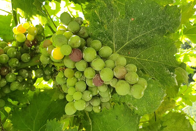 Douro Valley Tour with Train and Vinho Verde - The Douro cruise and train ride toward Pinhão