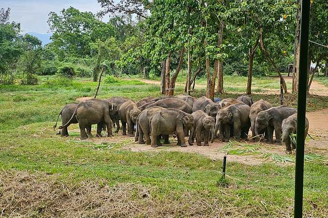 Ella Train Trip & Udawalawa Private Day Tour Bentota/Kosgoda - Why the Badulla to Ella train matters