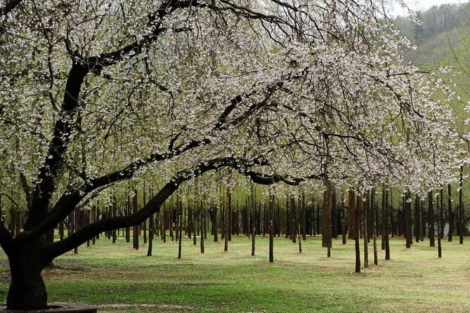 Eobi+Nami+Hanbok Tour with Rail Bike or Strawberry Option - Two hours on Nami Island