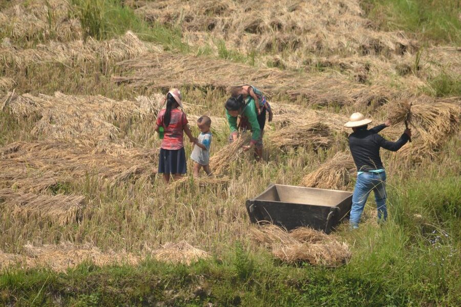 Explore Sa Pa with Overnight Train & Sleeper Bus & Trekking - Should you book this Sa Pa experience?