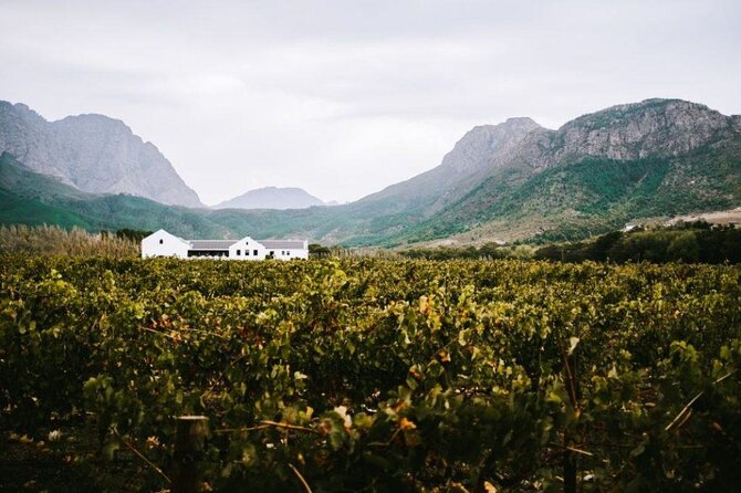 Franschhoek Wine Tram Hop-On Hop-Off Tour from Cape Town. - Choosing between two tram routes