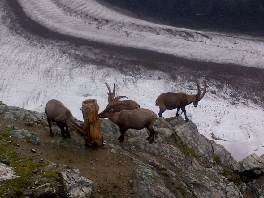 From Basel: Zermatt and Mt. Gornergrat Tour - The long train ride from Basel to Zermatt