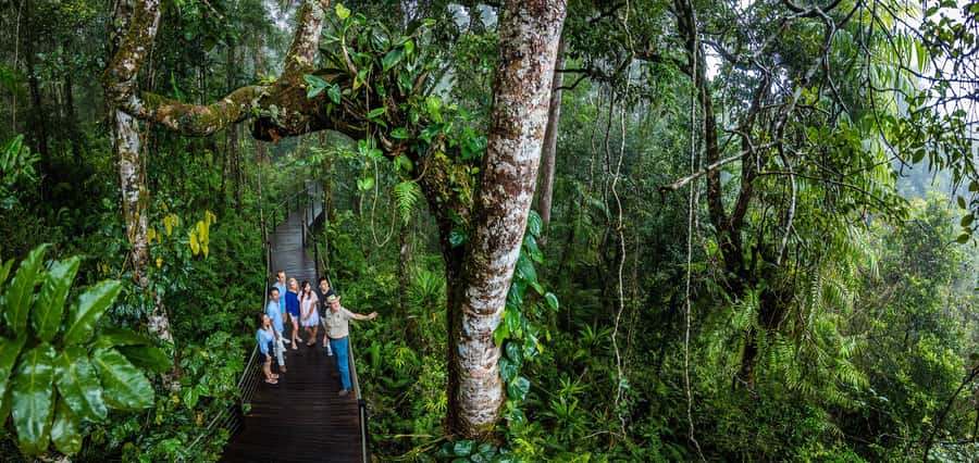 From Cairns: Self-Guided Kuranda Trip with Train and Skyrail - Skyrail over the rainforest canopy