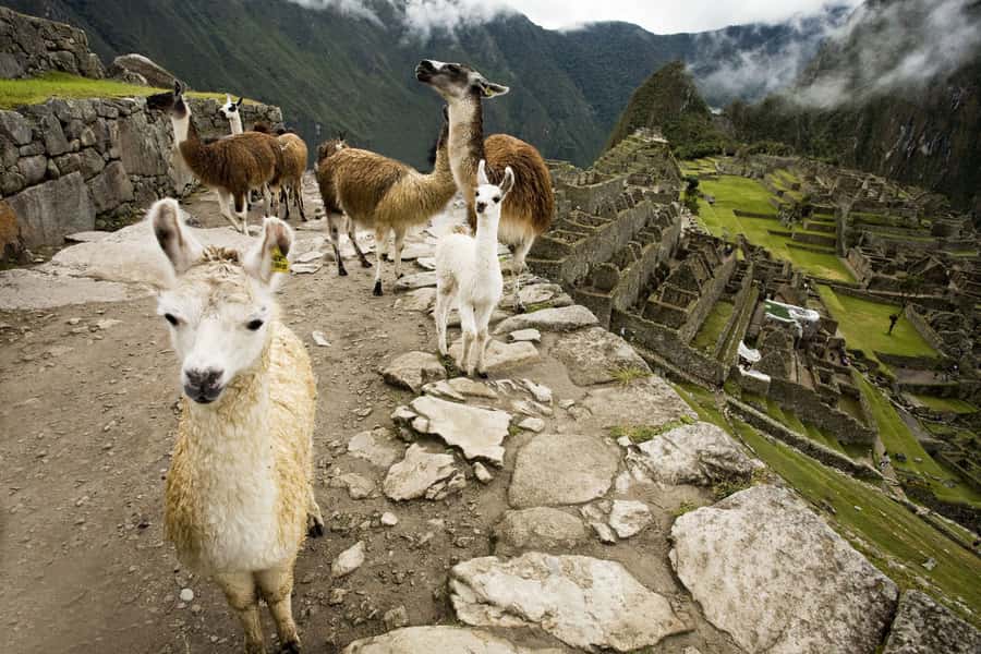 From Cusco: Machu Picchu Private Day Trip on Panoramic Train - What you see inside Machu Picchu
