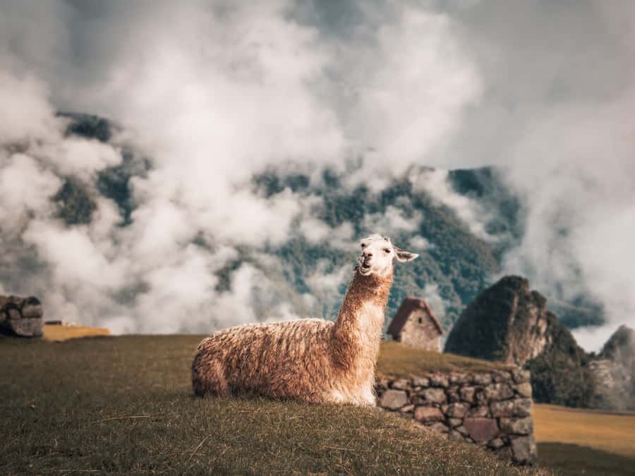 From Cusco: Sacred Valley & Machu Picchu 2-Day Tour by Train - Morning at Machu Picchu: expect a guided circuit
