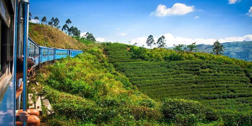 From Kandy: Nuwara Eliya by Train - Inside Blue Field Tea Factory