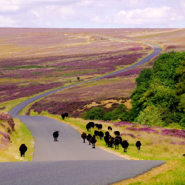 From London: The North York Moors with Steam Train to Whitby - What the $308 price really covers
