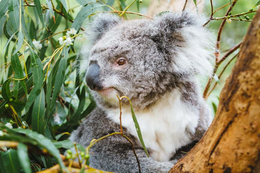 From Melbourne: Puffing Billy Steam Train & Wildlife Tour - Lakeside gives you a short pause before the animals