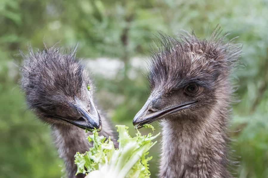 From Melbourne: Puffing Billy Steam Train & Wildlife Tour - My verdict on Puffing Billy and Healesville