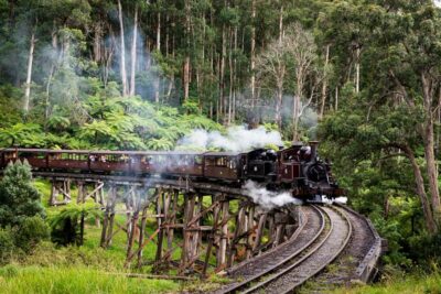 Puffing Billy Train & Penguin Wildlife Tour