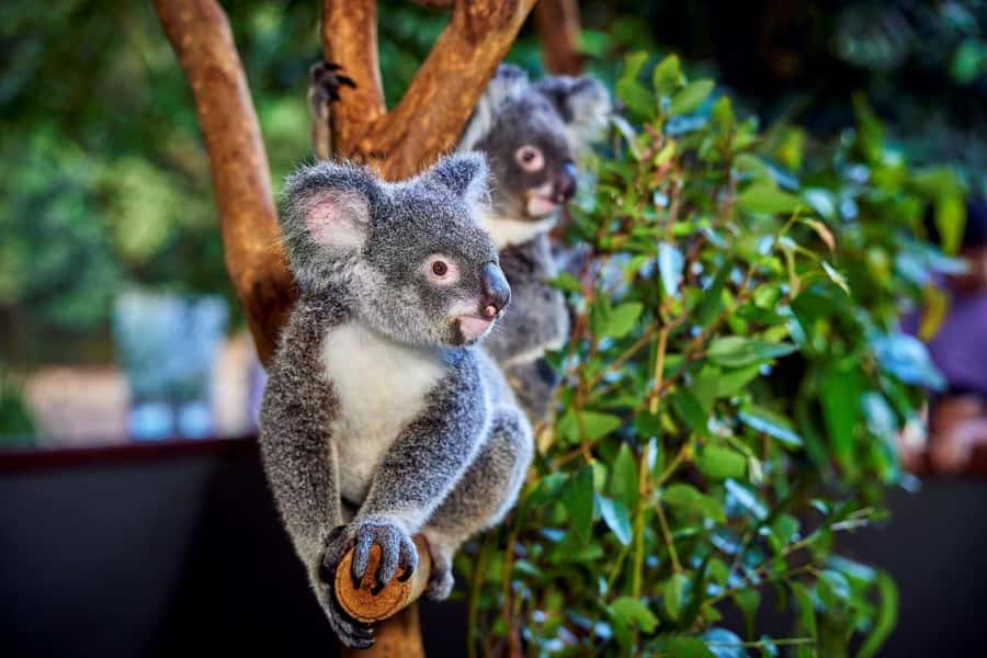 From Port Douglas: Hartley's Crocodile Park, Skyrail & Train - Key points at a glance