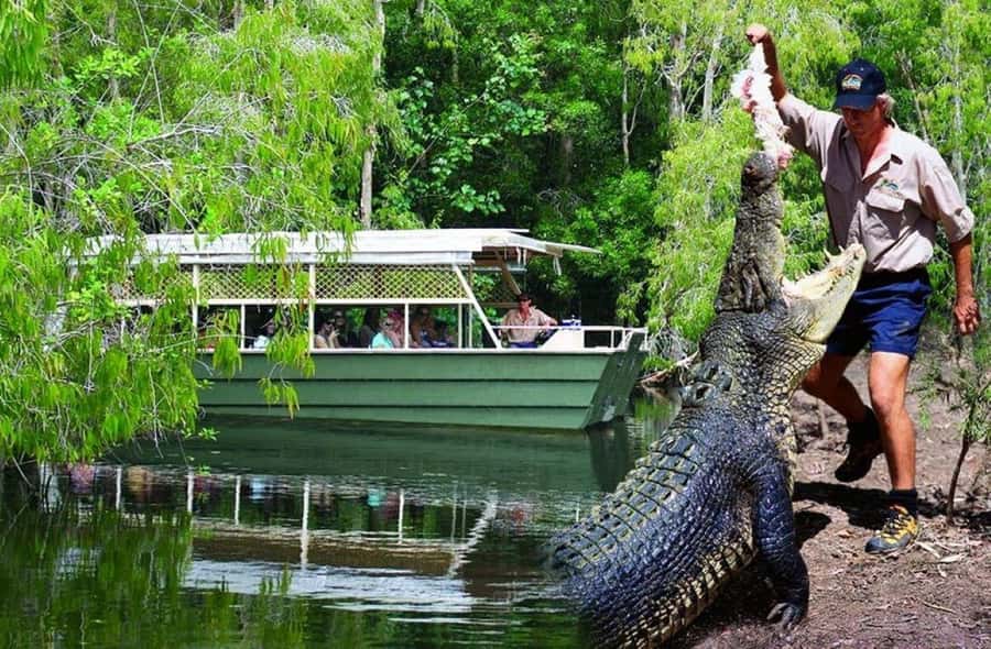 From Port Douglas: Hartley's Crocodile Park, Skyrail & Train - Hartley’s Crocodile Adventures and the feeding cruise