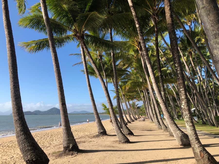 From Port Douglas: Kuranda via Scenic Rail or Skyrail Option - A rainforest day with two very different rides
