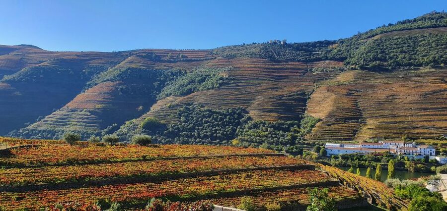From Porto Douro Valley Tour with Train and Vinho Verde - Group size, language, and guide quality