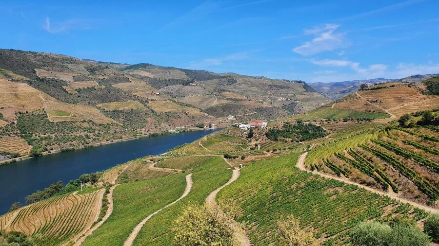 From Porto Douro Valley Tour with Train and Vinho Verde - Sabrosa wine tasting and a regional lunch