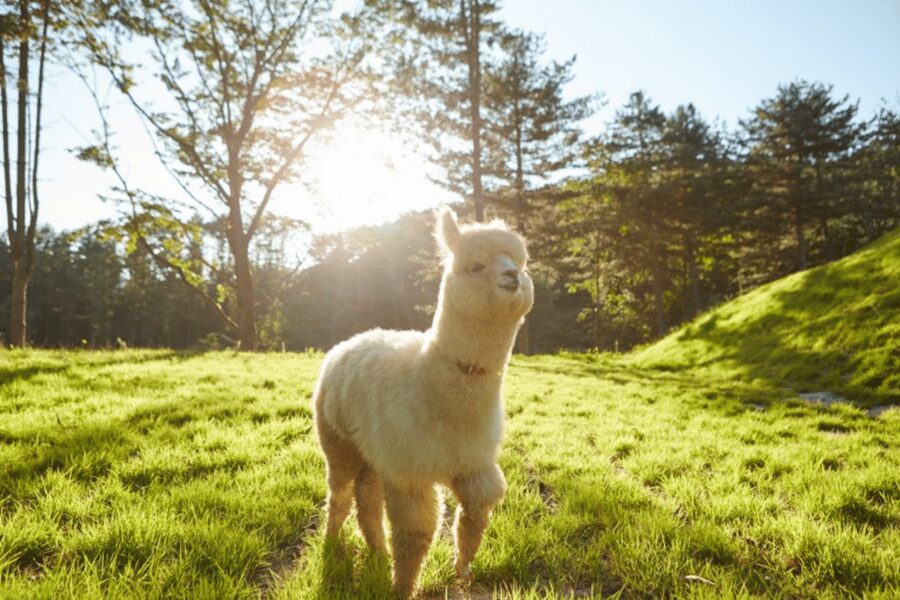 From Seoul: Full Day Trip to Alpaca Farm with Rail Bike - Why this Gangwon day trip works