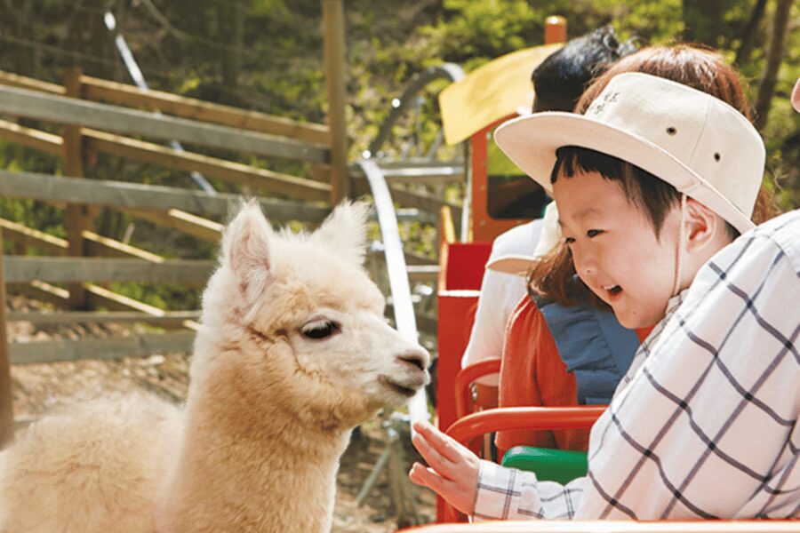 From Seoul: Full Day Trip to Alpaca Farm with Rail Bike - Lunch is practical, but not included