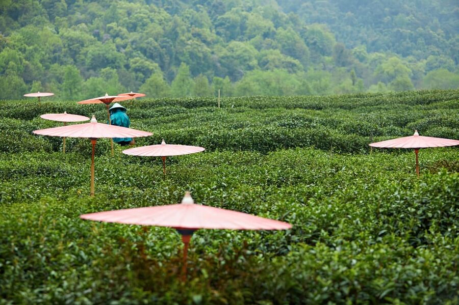 From Shanghai: Hangzhou Private Day Trip by Bullet Train - Is $300 per person good value?
