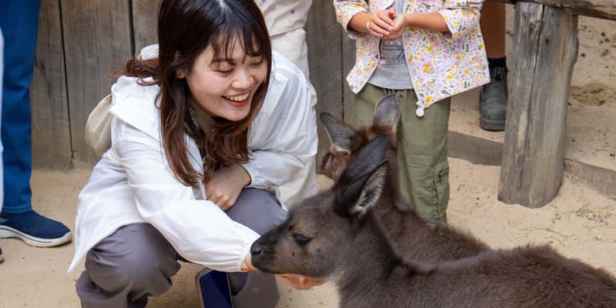 From Sydney: Blue Mountains, Scenic Railway, & Sydney Zoo - Echo Point and the Three Sisters