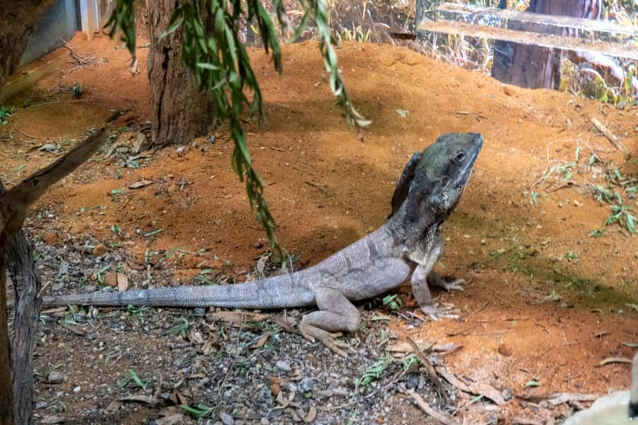 From Sydney: Blue Mountains, Scenic Railway, & Sydney Zoo - What the $117 price really includes