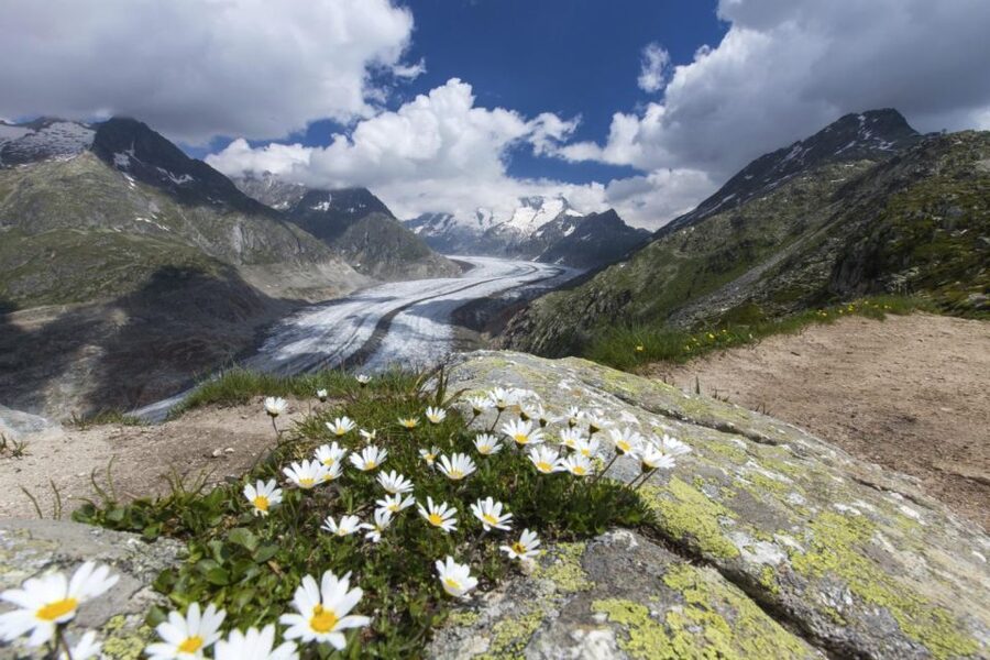 From Zurich: Jungfraujoch Guided Day Tour with Cogway Train - Starting at Zurich Central Bus Station