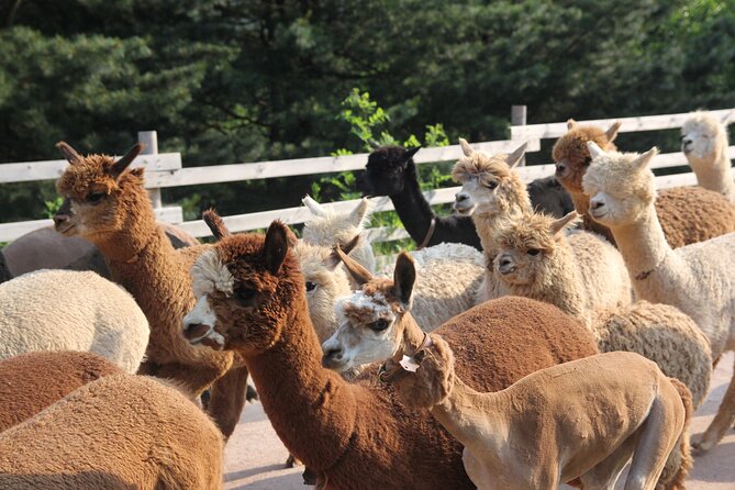 Full-Day Tour in Mt. Seorak & Nami (+Rail Bike Option) - The real cost is your time and energy