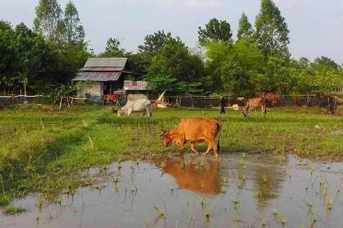Full-day: Wat Banan. Old bamboo train. Bat Cave. Killing cave - Should you book this Battambang tour?