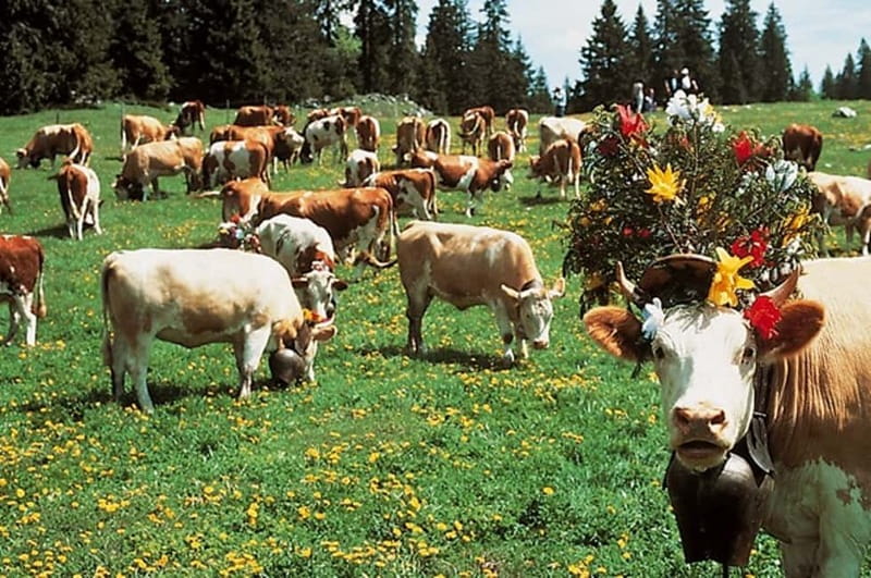 Geneva: Gruyères Tour with Chocolate, Cheese & Golden Train - Is the $297 price fair?