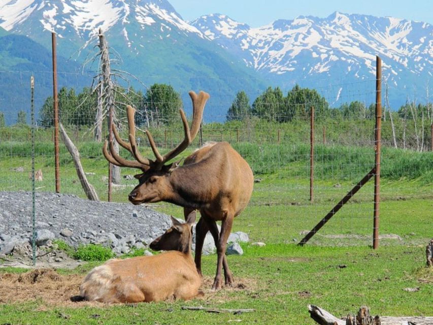 Girdwood: Bears, Trains, & Icebergs Tour - A train ride with Turnagain Arm views