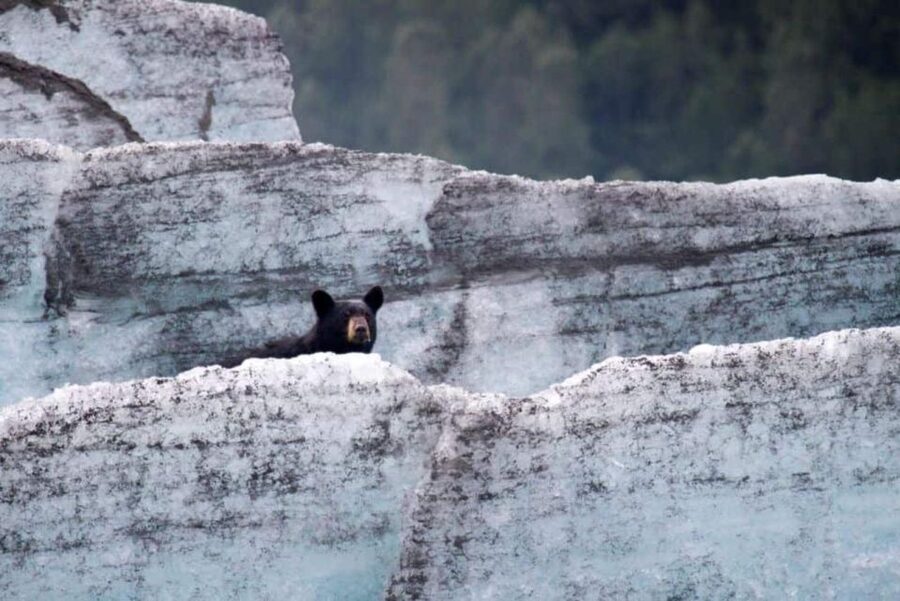 Girdwood: Bears, Trains, & Icebergs Tour - Seven miles down the mellow Placer River