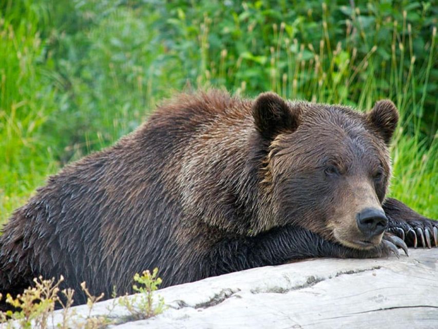 Girdwood: Bears, Trains, & Icebergs Tour - Food, gear, and what to pack