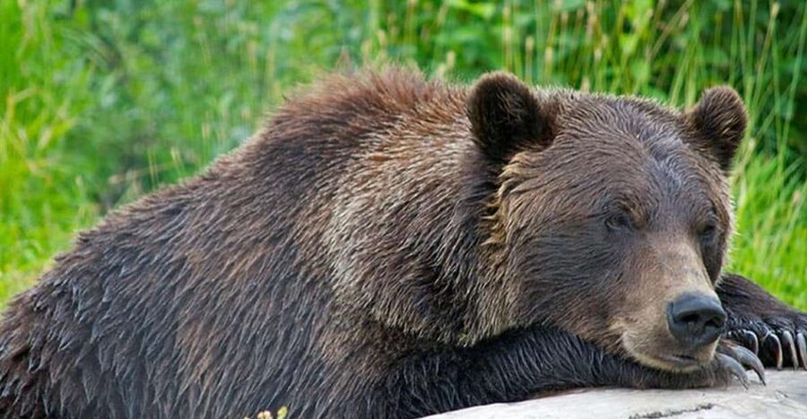 Girdwood: Bears, Trains, & Icebergs Tour - Is the $382 price fair?